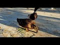 Filming the Life of a Duck / Part 2