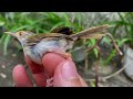 Bẫy Chim Không Cần Chim Mồi - Con Chim Quá Đẹp Và Hay Sống Sau Nhà Mình - Deep bird Trap | KTB