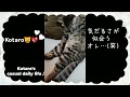 【保護猫】“ボク つまんなーい(笑)” 気だるさが似合う こたろうくん😸💖 Kotaro looks bored lol😺💕