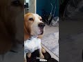 Eva likes Treats #dog #doglover #yt #ytviral #funny #fun #wow #magic #entertainment #video #love