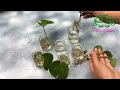 2 ways to grow money plant from single leaf very easy