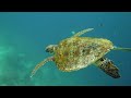 11 HOURS of 4K Underwater Wonders + Relaxing Music - Coral Reefs & Colorful Sea Life in UHD