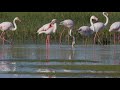 Bird Watching in Lesvos