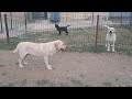 Trupa de fete labrador retriever & Joey- canisa Terra Happy