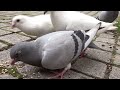 Pigeon Reunion