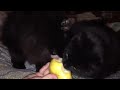 Cats eating pear