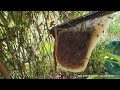 Sáng xóm một mình vào rừng thu hoạch mật ong/Quách Nguyền Săn Bắt TV