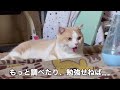 こんな症状は注意⚠️後半は猫を飼って良かったことをご報告します。【飼い主が発達障害】