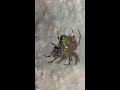 House spider wrapping a fly
