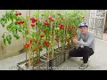 The easiest and most fruitful way to grow tomatoes at home for beginners