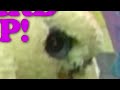 bird up intro short (R)YTPMV