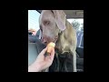 Weimaraner vs Ice Cream Cone