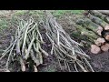 Tree Felling and Regenerating Ancient Hazel Coppice with an Axe | Early Medieval Woodland Management