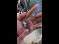 Mancing ikan dibakau-bakau,ikannya banyak🤤 #46    #KOOKIKO