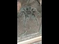 Rerematch mantis takes on heavy weight tarantula