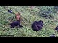 Gorillas Wrestling  And Kissing, RD Of  Congo