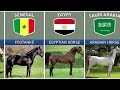 Horse Breeds From Different Countries