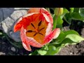 The Best Flower Gardens in the World Are On Mackinac Island | 2024 Spring Garden Tour - May Flowers