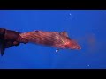 Spearfishing in Faial (Azores) Whale Shark?!!