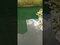 Fish Are Happy Swimming