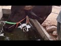 5 म्हशी चा गोठा 25 हजार महीना | 19 वर्षीय तरूनाची यशोगाथा | Buffalo Dairy farming in maharashtra
