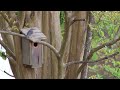 Chickadee and Eastern Bluebird inspect same nestbox