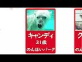 ホッキョクグマ しろくま シロクマ フブキ ゆめ ライト ホウちゃん ピース リラ｜Polar bear