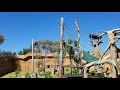 The National Zoo & Aquarium - Siamangs - chorus of calls