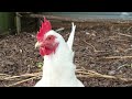 All about chickens' Combs and Wattles