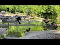 Die frechen Krähen von Schönbrunn 😀