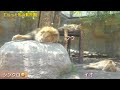 《旭山動物園ライオン＆トラ》涙、感動メイ独り立ち！ザリア＆オリトイオファミリーの愛に支えられて頑張るメイvol516/Lion watches as tiger becomes independent