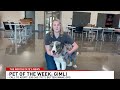 Adopt Gimli, the purebred Border Collie recently surrendered
