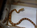 Young corn snakes first fuzzy mouse