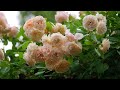みつけイングリッシュガーデン　華やかな花々　2024.05.31　新潟県見附市　めざせ楽々お花見学