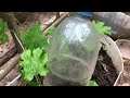 Grafting Cucumber Fruit To Cucumber Tree