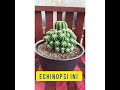 06 -  KAKTUS JUMBO FULL ANAK || ECHINOPSIS INERMIS ATAU KAKTUS KALIMANTAN LENGKAP DENGAN HARGA