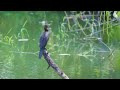 Birds Sound & Piano Music | Beautiful Nature Birds Sounds | RELAXING NATURE | CUTE BIRDS