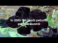 Black Petunia Flower | Grow Black Petunia Flower | Transform your lyfe
