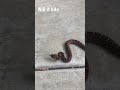 Snake bite test - Warm Glove
