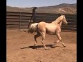 #2103, 8yr old palomino mare, 14h, silver king, NV