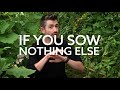 What To Sow in August | Grow Your Own Vegetables | What to Sow in Late Summer