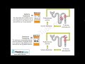 Hypokalemia  (Practical Approach) - (English Language) - Dr. Gawad