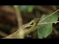 The Colorful Snake of India's Western Ghats