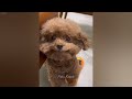 Funniest Cats And Dogs Videos 2024😁You Laugh You Lose 🐶