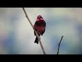 Dark-breasted Rosefinch.At Lama camp Eaglenest Wildlife Sanctuary 😳👌