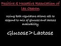 The lac Operon- Positive and Negative Control