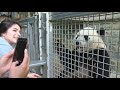 National Zoo animal keeper works on training with young panda, Bei Bei
