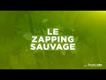 Tarsier : le mini primate carnivore - ZAPPING SAUVAGE