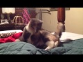 Cali the cat playing with blanket