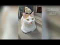 Try Not To Laugh 😻 | WoW So Cute ❤️❤️ Funny cats reaction | Hello Cat #funnycatvideos